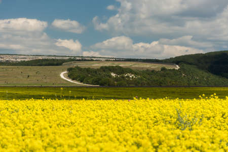 A rapeseed yellow field with a beautiful blue sky and large white clouds. Panoramic bright natural...