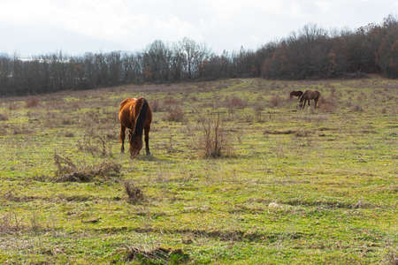 Horse grazing spring meadow green grass. Rural peaceful atmospheric landscape. Young brown horses graze grass in the pasture. The concept of country life, household breeding. Portrait of an animalの写真素材