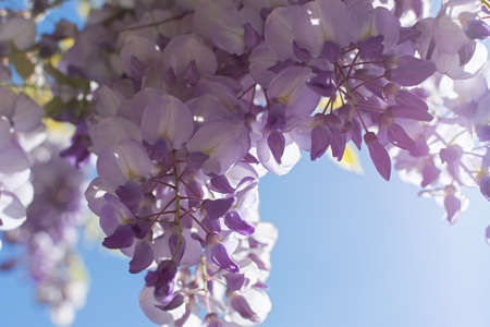 Purple wisteria close-up blooms in the spring garden. Delicate purple flowers in the bright sunlight. Beautiful atmospheric spring background. Blurry movement, selective focus. Femininity, fragilityの写真素材
