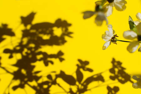 Shadow nature yellow background. Abstract floral pattern on the wall. Creative summer design layout...
