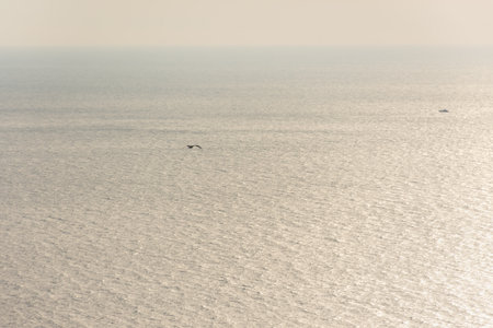 Grey sea background top view. The texture of a serene calm ocean with a passing seagull above it. The concept of peace, relaxation, solitude. A small ship on the horizon. Natural neutral background.の写真素材