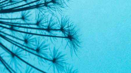 Natural shadow blue background. Abstract drawing of dry wild flowers in bright sunlight. Conceptual natural minimalistic design. The concept of summer, freshness, beauty of plants. Creative backgroundの写真素材