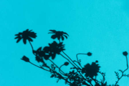 Natural shadow blue background. Abstract drawing of daisies flowers in bright sunlight. Conceptual...