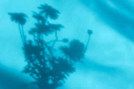 Natural shadow blue background. Abstract drawing of daisies flowers in bright sunlight. Conceptual natural minimalistic design. The concept of summer, freshness, beauty of plants. Layout for cosmeticsの写真素材