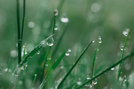 Dew grass early morning. Beautiful emerald color of summer grass. Abstract natural background, beautiful bokeh. The concept of freshness, environmental protection, cleanliness. Macro of water drops.の写真素材