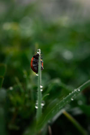 Ladybug grass with morning dew. Background macro nature. The ladybug collects raindrops from the leaves. The concept of fragility, freshness. Natural minimalism, blurred emerald vertical backgroundの写真素材