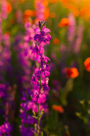Delphinium poppies flowers in a field close-up. Beautiful colorful floral background in the sunset rays of the sun. The concept of summer, heat. Wild wildflowers, a poisonous plant. Blurred backgroundの写真素材