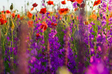 Delphinium poppies flowers in a field close-up. Beautiful colorful floral background in the sunset rays of the sun. The concept of summer, heat. Wild wildflowers, a poisonous plant. Blurred backgroundの写真素材