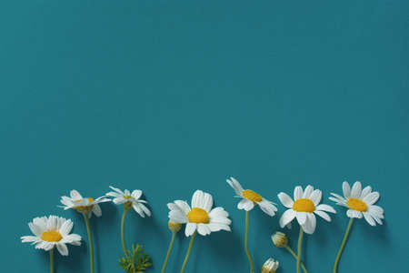 Daisies blue turquoise background top view. Minimalistic flat lay. Conceptual creative floral design. A composition of wild wildflowers. The concept of summer, tenderness. Horizontal layout.Copy spaceの写真素材