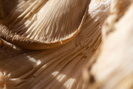 Mushrooms are a macro abstract food background. The gray texture of the edible mushrooms Pleurotus...