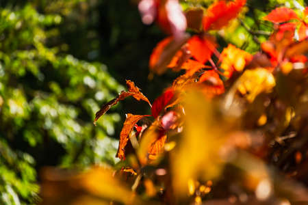 Autumn red brown leaves in soft focus on a blurry background. A full frame of colorful red-orange leaves. Warm sunlight. The background is a natural picture of a postcard. Golden Autumn conceptの写真素材