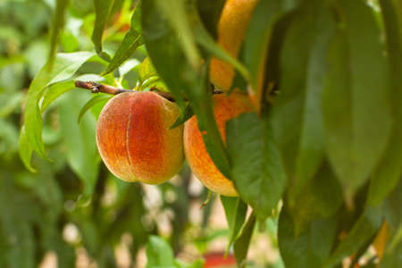 Peaches garden close-up. Juicy bright summer fruits on a branch in the garden are ripening. Red-orange sweet peaches on a blurry background of leaves. Warm sun rays, the concept of healthy nutritionの写真素材