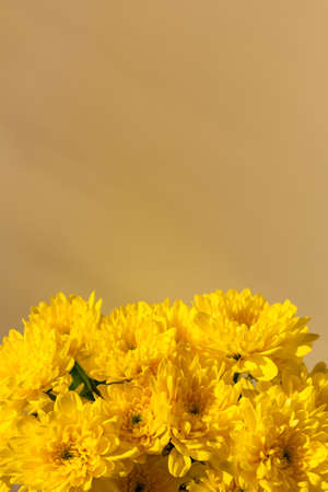 Yellow chrysanthemums bloom close - up flat lay. Background of autumn flowers in bright sunlight. Soft focus, top view copy space flower composition. Natural autumn background. Mother's Day Conceptの写真素材