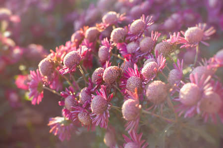 Pink chrysanthemums autumn garden. A flower bed in bright sunlight. Beautiful abstract background of purple flowers in soft focus. The natural layout of the postcard. Flower background, Mother's Dayの写真素材