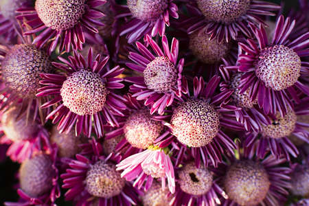 Purple chrysanthemums autumn garden. A flower bed in bright sunlight. Beautiful abstract background of lilac flowers in soft focus. The natural layout of the postcard. Flower background, Mother's Dayの写真素材
