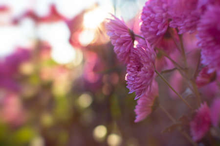 Pink chrysanthemums autumn garden. A flower bed in bright sunlight. Beautiful abstract background of purple flowers in soft focus. The natural layout of the postcard. Flower background, Mother's Dayの写真素材
