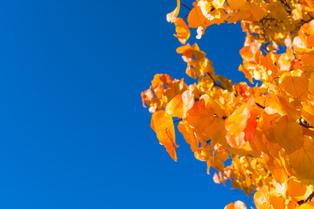 Autumn leaves blue sky. Autumn apricot leaves on a clear sky background without clouds. Horizontal...