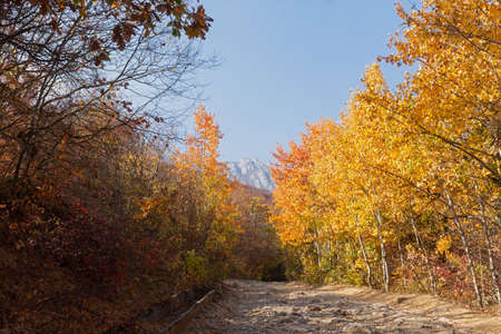 Autumn aspen forest. A rural road made of stones in a mountainous area. A sunny orange-yellow landscape with colorful foliage of tall trees and a blue sky. The concept of silence, tranquility, travelの写真素材