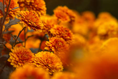 Background of yellow-orange chrysanthemums closeup in bright sunlight. Autumn flowers in the garden....