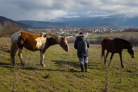 Male horse village in late autumn. A young man in a jacket, rubber boots is walking and feeding horses in a pasture. The concept of village life, pet care, kindness, help. Horses eat with their handsの写真素材