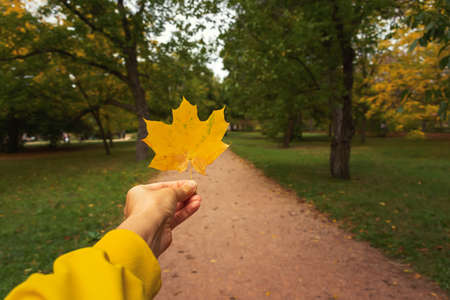 Leaf hand park. A girl holds a yellow maple leaf against the background of an autumn park. The concept of loneliness, autumn sadness, walking in an empty park. Small depth of field of maple leafの写真素材