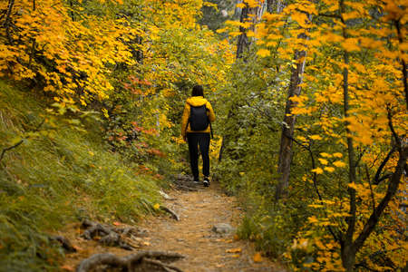 Woman bench mountain. a thoughtful woman traveler with a backpack in a yellow jacket sits and admires the beautiful sunset over the forest. The concept of travel, enjoyment, privacy, relaxationの写真素材