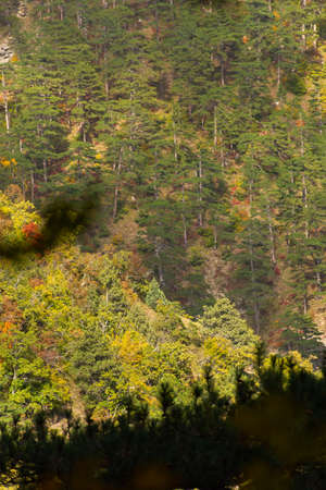 Mountains forest texture. Colorful autumn landscape. Natural background of pine trees on the...
