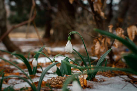 Snowdrops Galanthus nivalis close-up in the winter forest. Beautiful first spring flowers make their...
