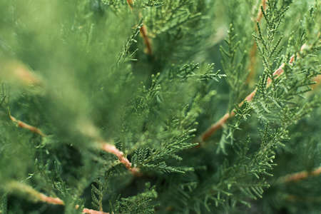 Juniper green background. The texture of juniper branches for a full frame. Winter natural background needles for design. Selective soft focus, blur, copy space. The concept of naturalness, freshnessの写真素材