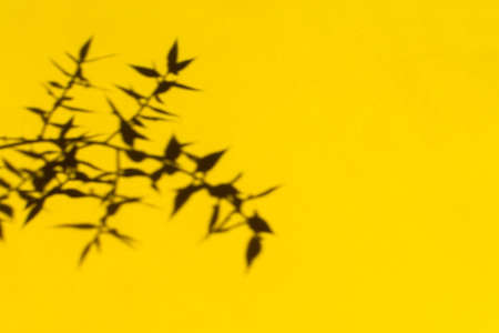 Shadows nature yellow background. Vertical bright contrasting background of dry thorn. The fashionable color of 2021. Creative natural design, the concept of beauty of dried flowers, copy spaceの写真素材