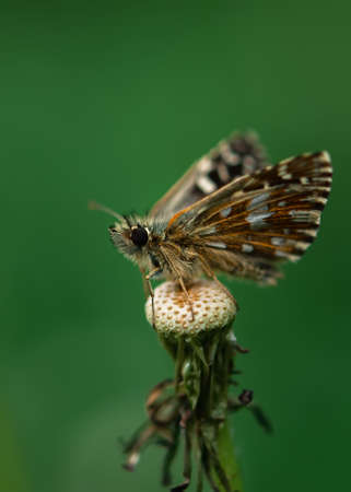 Pyrgus malvae butterfly close-up. The thick-headed mallow is a small brown butterfly on a blurred green background of grass. Macrophotography of wildlife. A butterfly from the family of thickheadsの写真素材