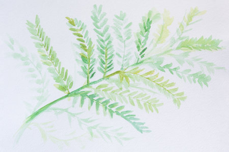 Watercolor green leaf. A beautiful green acacia leaf painted in watercolor on white paper. Botanical illustration for the design of postcards, covers. Handmade author's work. Gentle green splashes.の写真素材