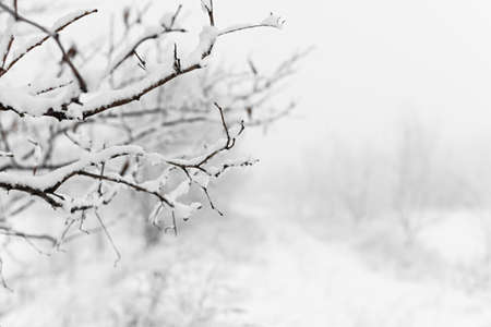 Snowfall. Snow-covered bushes close-up. View of the rural countryside landscape. A strong snowstorm,...