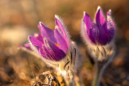 Dream-grass or Pulsatilla patens blooms in spring in the forest in the mountains. Close-up, natural...