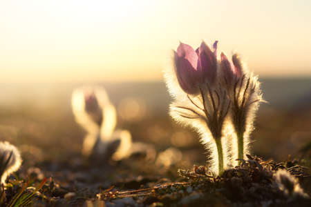 Dream-grass or Pulsatilla patens blooms in spring in the forest in the mountains. Close-up, natural...