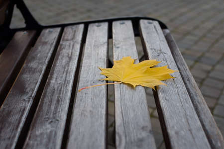 Maple leaf park bench. The yellow leaf is close-up lying on an old wooden board. The concept of sadness, withering nature, loneliness. Shallow depth of field, blurry background. Minimalism in nature.の写真素材