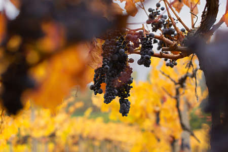 Vineyards autumn ripening. Ripe grapes, the concept of harvesting, winemaking. Colorful autumn background. Leaves in bright sunlight, selective focus. Blue purple grapes bunches among the leavesの写真素材