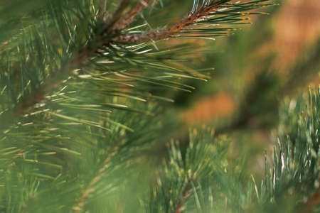 Spruce branch close-up. Winter natural texture. Dark green pine branch in selective focus with blur....