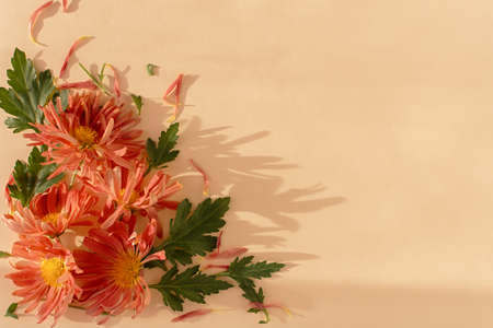 Creative composition of pink chrysanthemums on a beige background. Bright autumn flowers with green...