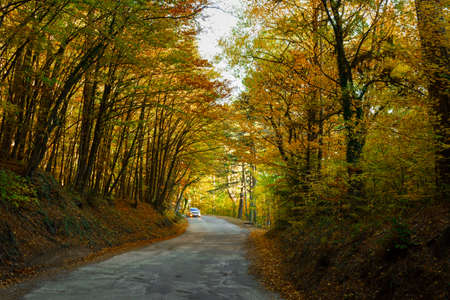 Autumn forest road car. The concept of travel, long-distance trips. Colorful autumn landscape with...