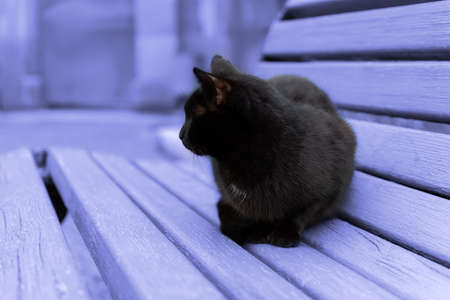 Black cat bench. Tinting the background in the color of 2022 blue-purple Very Peri. Conceptual design presentation. Creative design in trendy shades. A street homeless cat is sitting with his backの写真素材