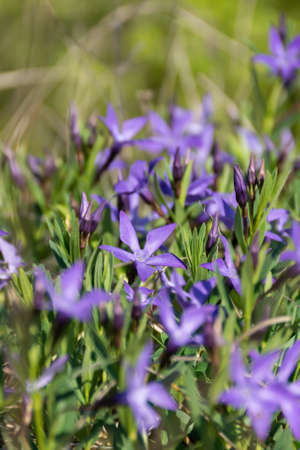 Periwinkle lat. Vinca is a perennial garden plant. The color of the year is Very Peri. A carpet of evergreen purple flowers in the sunlight. Spring vertical delicate background for the design.の写真素材
