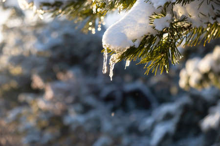 Snow spruce icicle. Winter natural background. The bright sun highlights the fragile icicle. The...