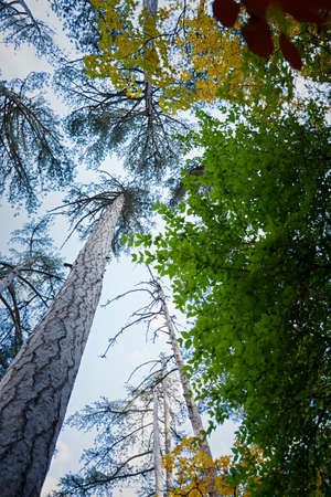 Autumn trees view from below. Golden-orange-yellow foliage of mixed forest. Vertical natural...