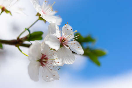 Spring atmospheric background of branches of flowering almonds. Delicate white flowers bloomed in...