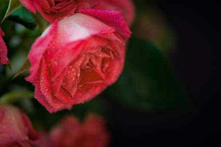 rose flower macro bud. Pale pink texture of delicate rose petals. Floral blurred background. Natural...