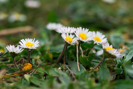 Daisy Bellis perennis close-up. Delicate white-pink flowers bloomed in spring in the meadow. Natural...
