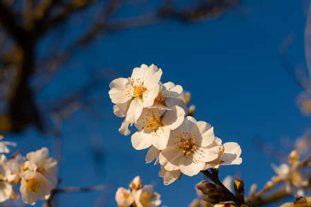 Spring atmospheric background. Blooming almonds close-up. Delicate white flowers bloomed in the garden. Beautiful blue sky, sun rays. The concept of freshness early spring. natural background postcardの写真素材
