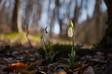 Snowdrop Galanthus nivalis in the forest close-up. Macro photography of snowdrops among fallen leaves in spring. Tender first flowers in bright sunlight. The concept of spring. Soft selective focus.の写真素材