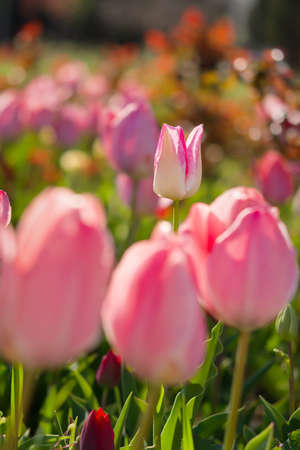 Pink tulips garden close-up in the bright rays of the sun. Delicate spring flowers bloomed in the garden. Natural colorful background of the park. A postcard of delicate flowers. Mother's Day Conceptの写真素材